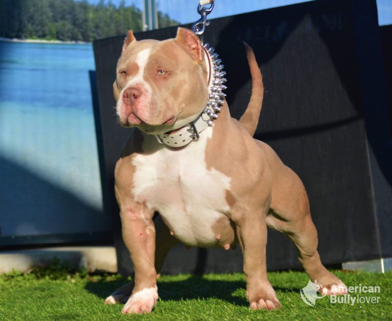 muscular american bully female