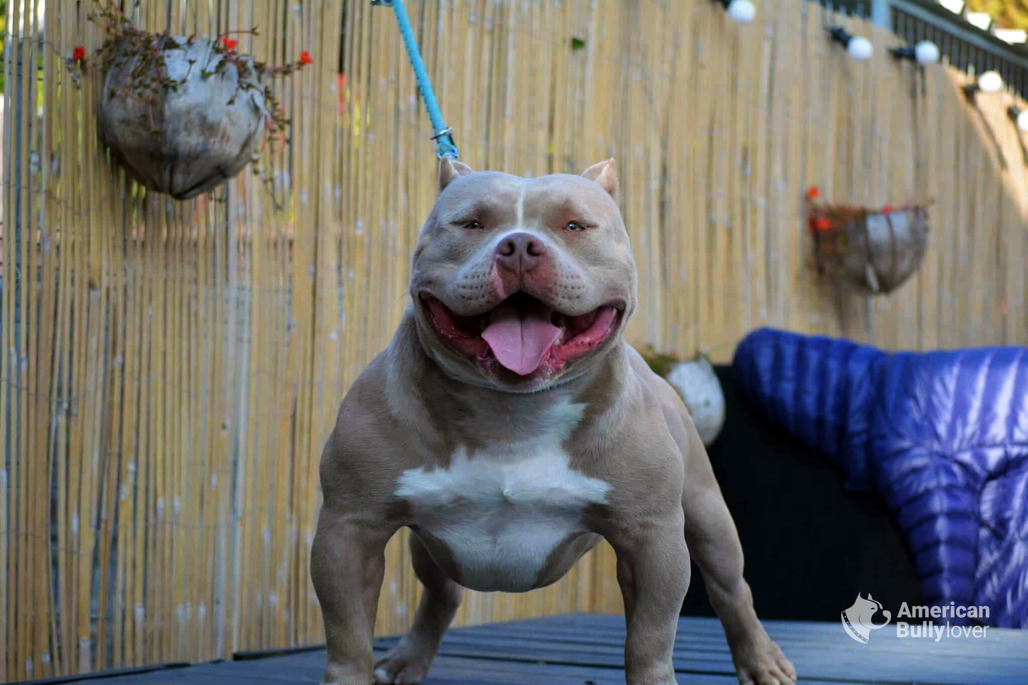 Is American Bully friendly with other animals?