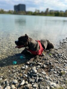 Ruby - american bully pocket chilling and playing with balls at a lake