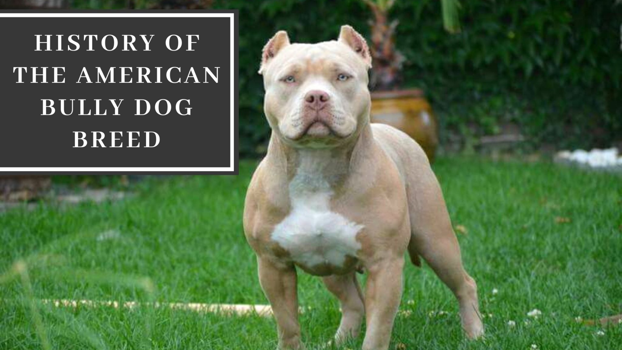 History Of The American Bully Dog Breed - American Bully Lover