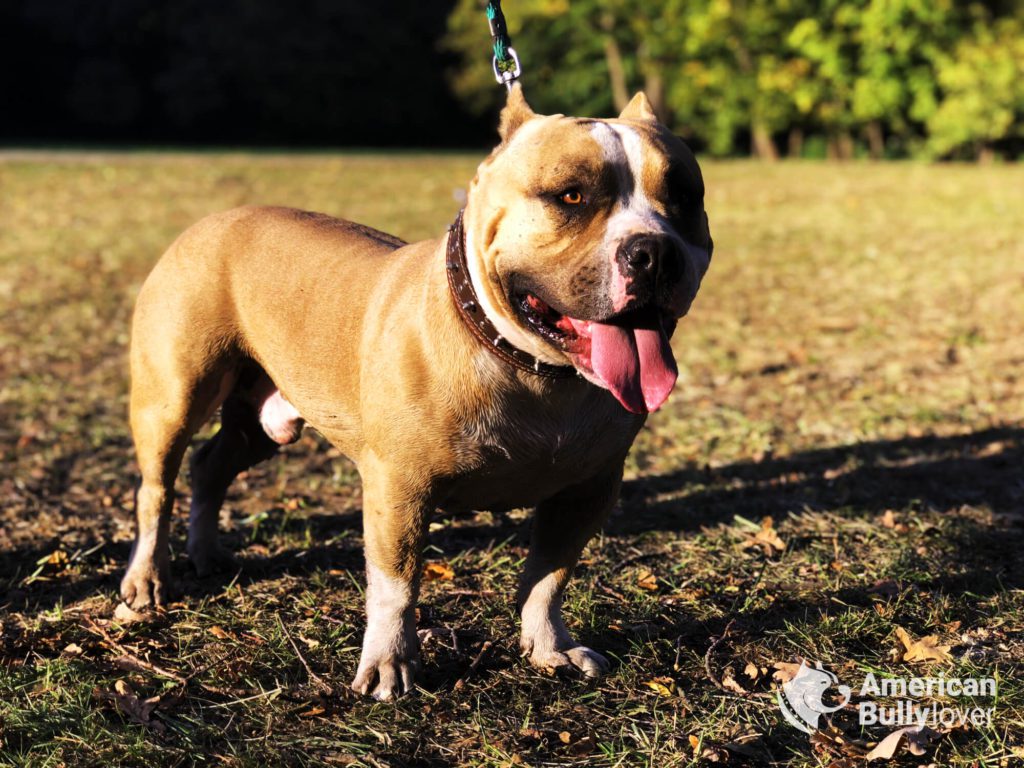 Is American Bully dangerous? - American Bully Lover