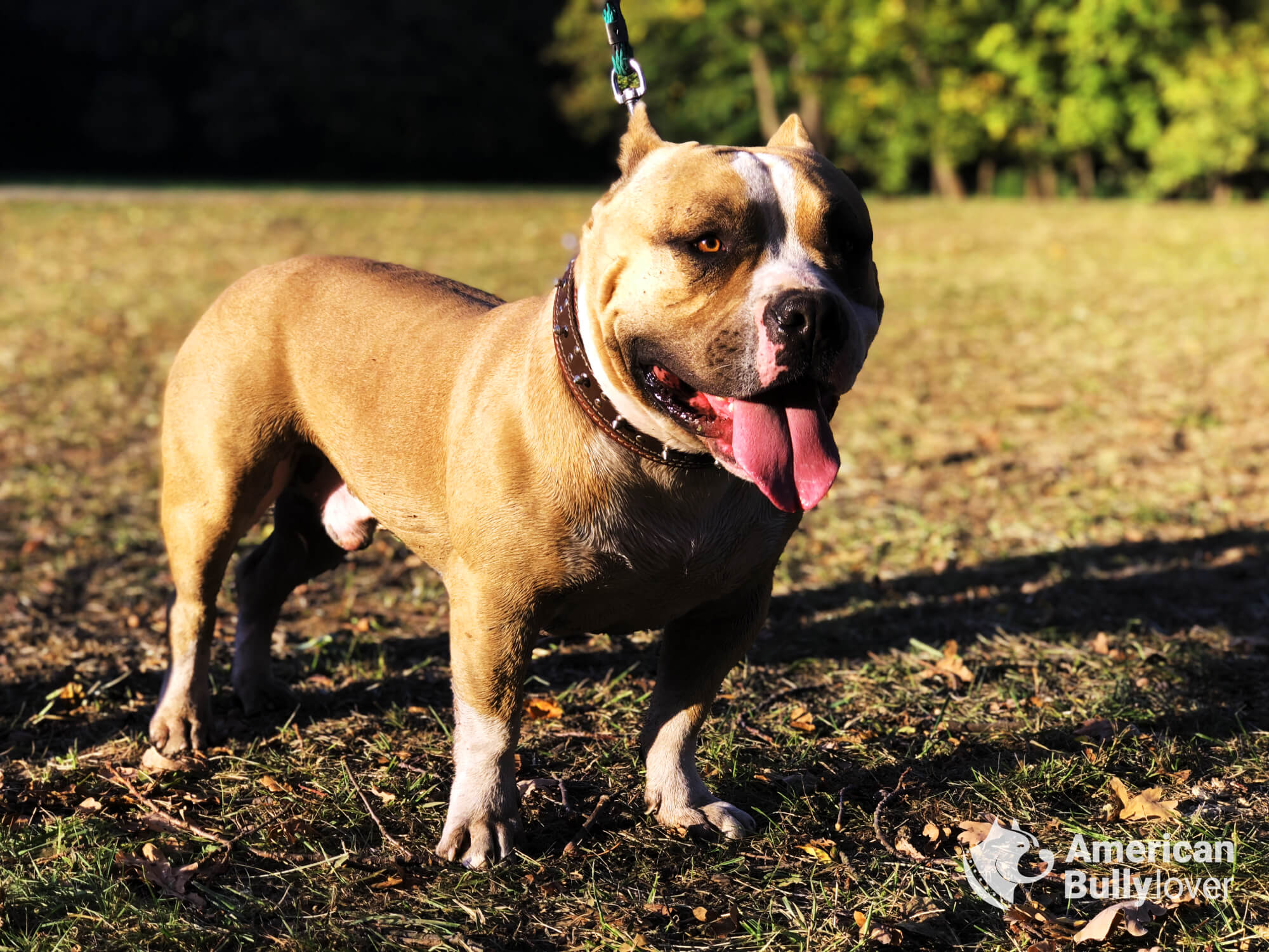 Debunking the Myth: Are American Bullies dangerous? - American Bully Lover