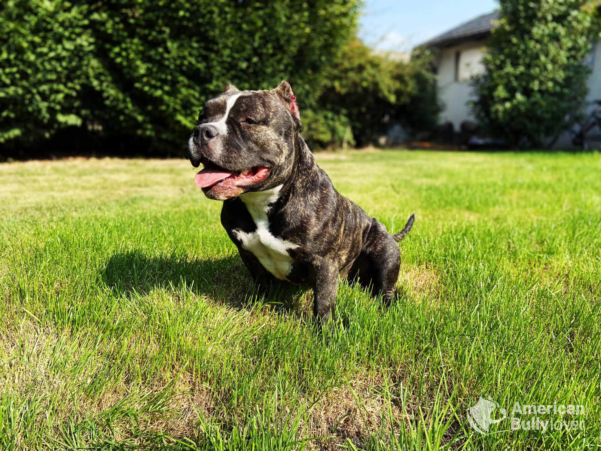 Pocket American Bully Brindle At Frederick Kowalski Blog Pocket American Bully Brindle At Frederick Kowalski Blog