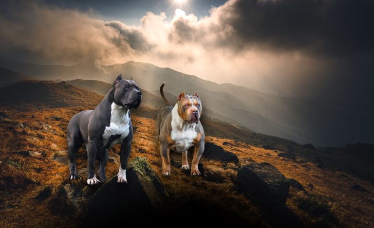 The differences between American Bully XL and XXL