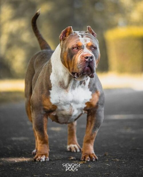 Xxl Bully Size