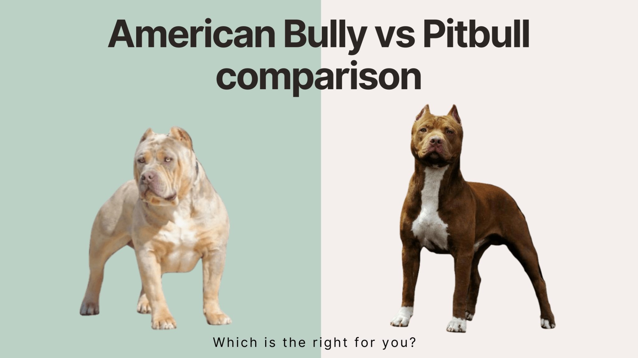 American Bully vs. Pitbull: Breed Comparison - American Bully Lover 