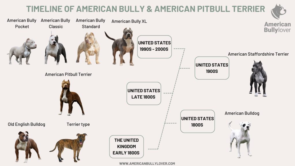 Timeline of the history of the American Bully dog breed and the American Pitbull Terrier dog breed