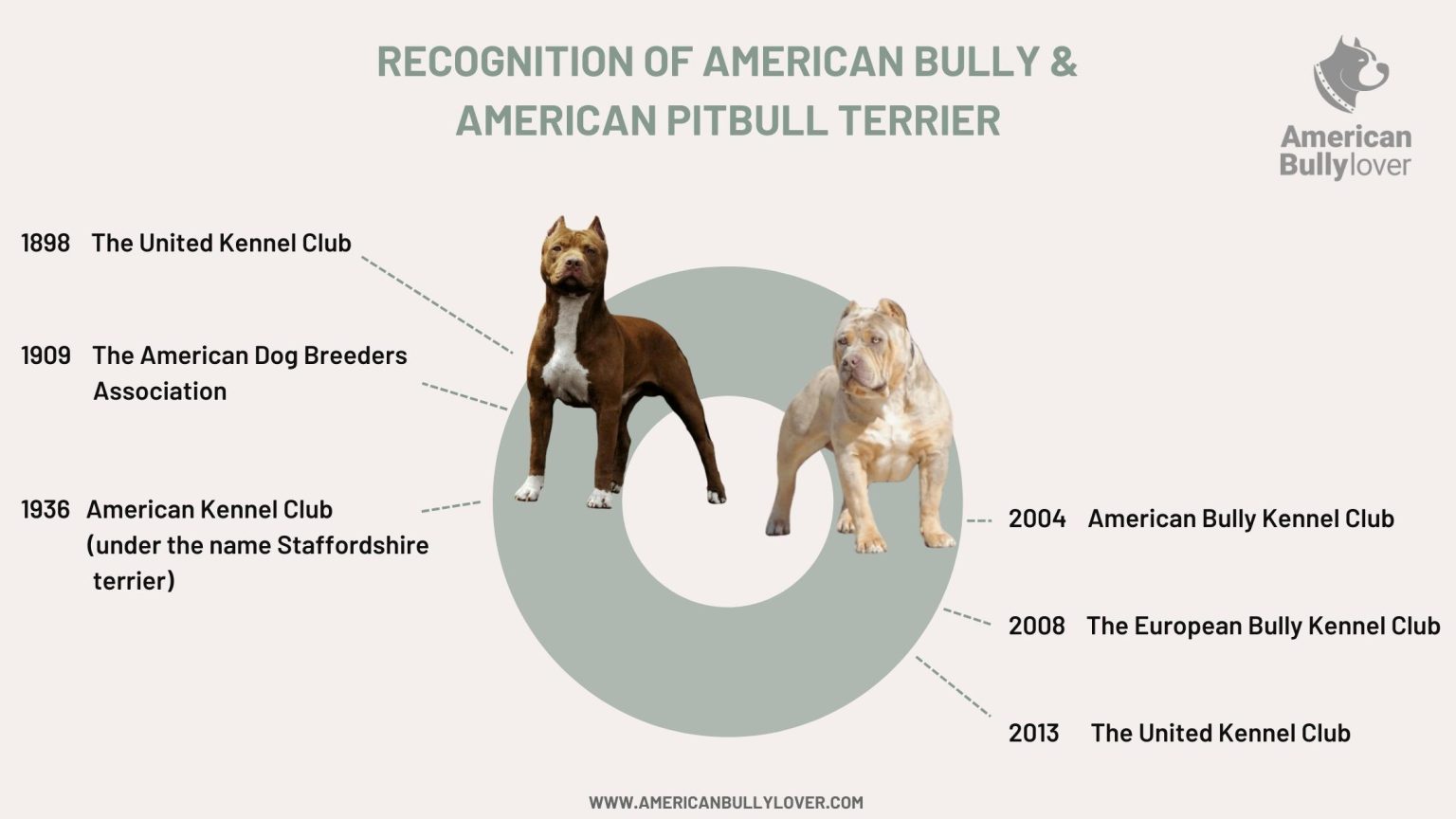 American Bully Vs. Pitbull: Breed Comparison - American Bully Lover