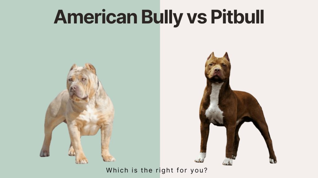Comparison of the American Bully dog breed and the American Pitbull Terrier dog breed