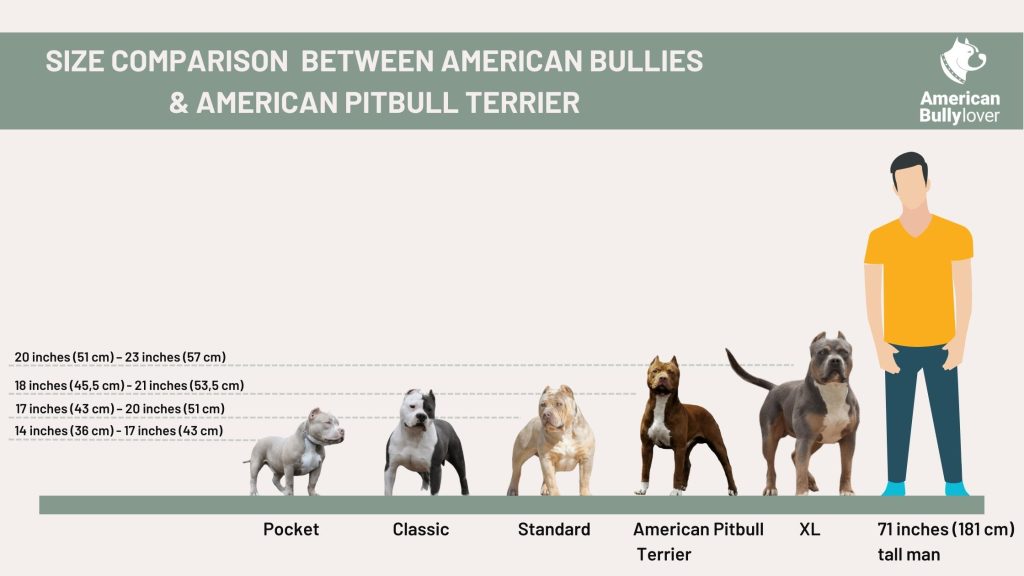 size comparison between American Bully dog breed in various sizes and the American Pitbull Terrier