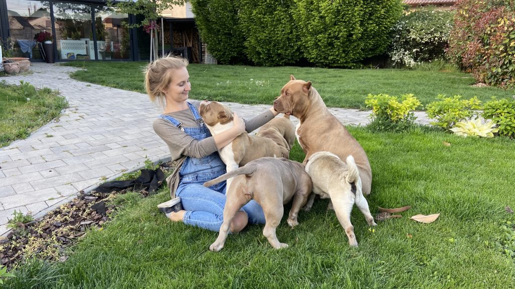 Friendly American Bully dogs with a young woman