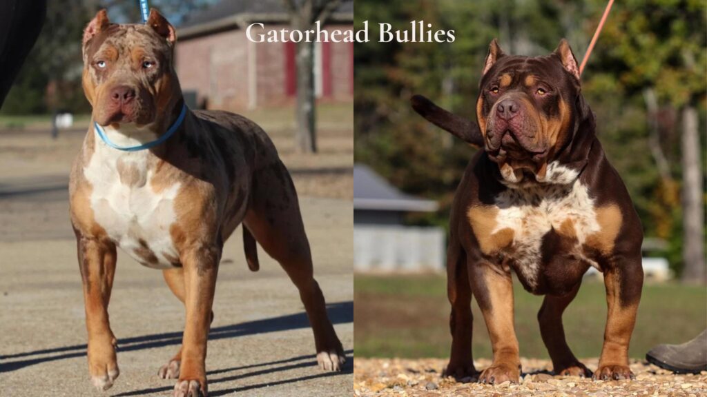 Gatorhead bullies is an XL American Bully dog breeder who produces a reputable XL American Bully bloodline