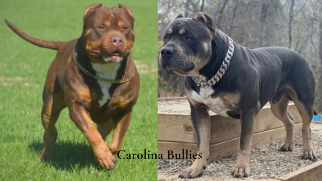 Carolina bullies is an XL American Bully dog breeder who produces a reputable XL American Bully bloodline