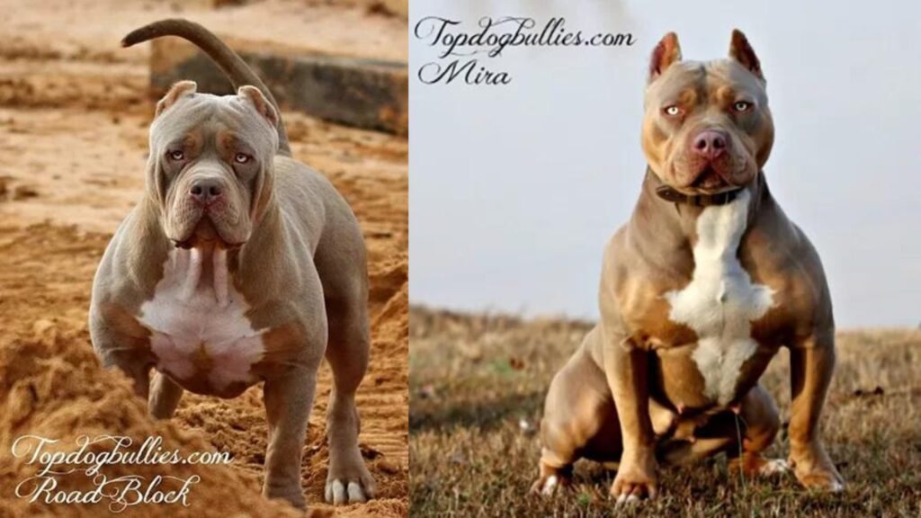 Topdog bullies is an XL American Bully dog breeder who produces a reputable XL American Bully bloodline
