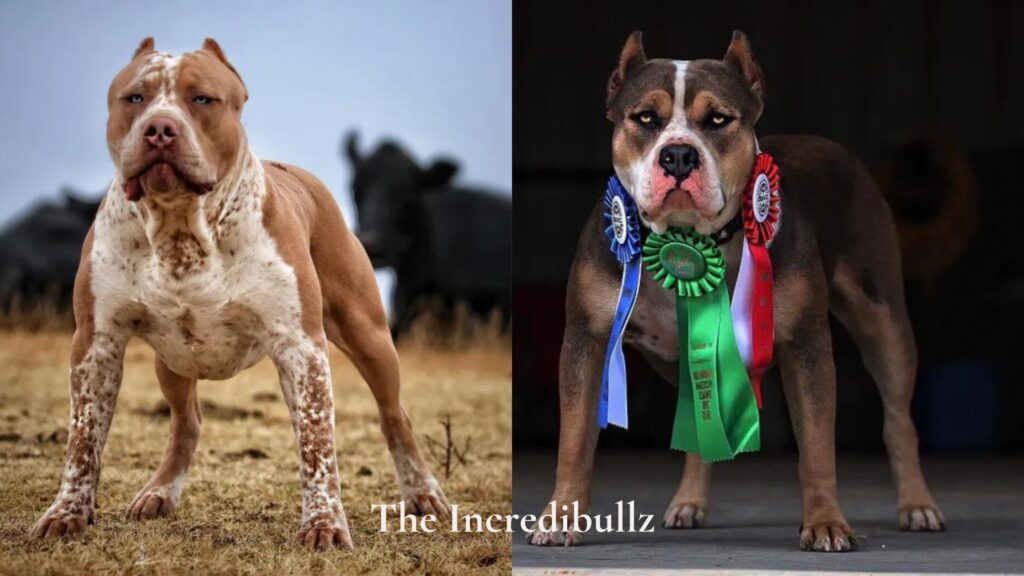 The Incredibullz is an XL American Bully dog breeder who produces a reputable XL American Bully bloodline