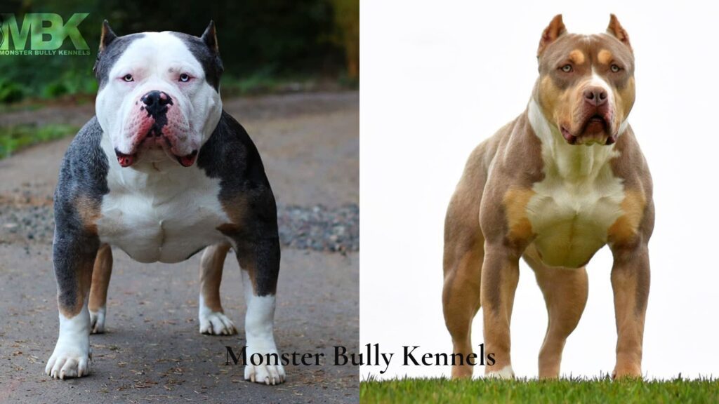 Monster Bully Kennels is an XL American Bully dog breeder who produces a reputable XL American Bully bloodline