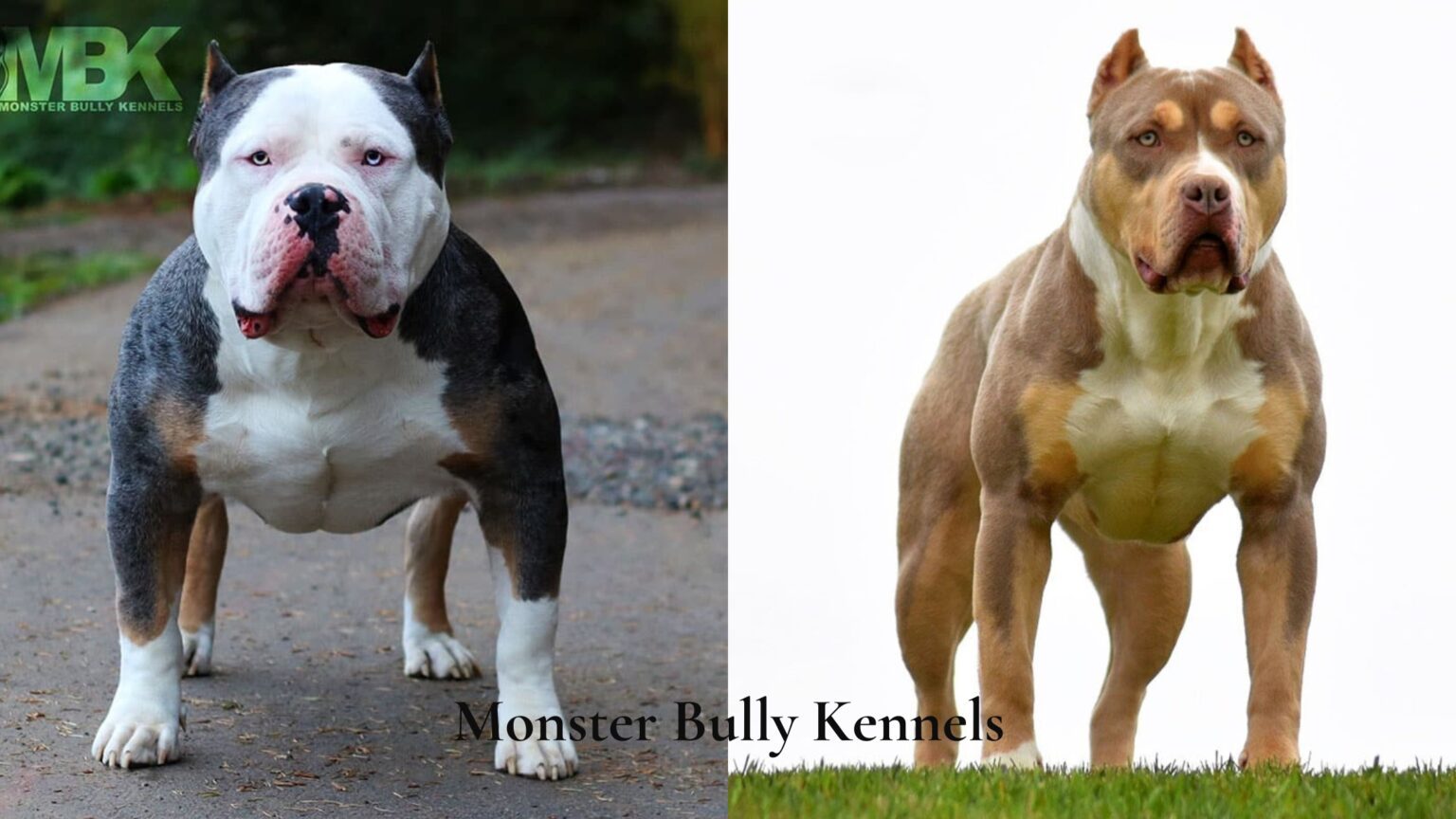 The Top 10 XL American Bully Bloodlines In 2023 American Bully Lover   American Bully Vs Pitbull Comparison 14 1536x864 