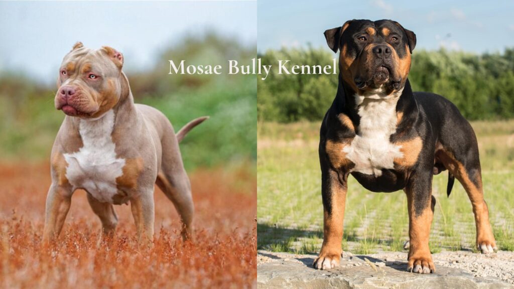 The Mosae Bully Kennel is an XL American Bully dog breeder who produces a reputable XL American Bully bloodline