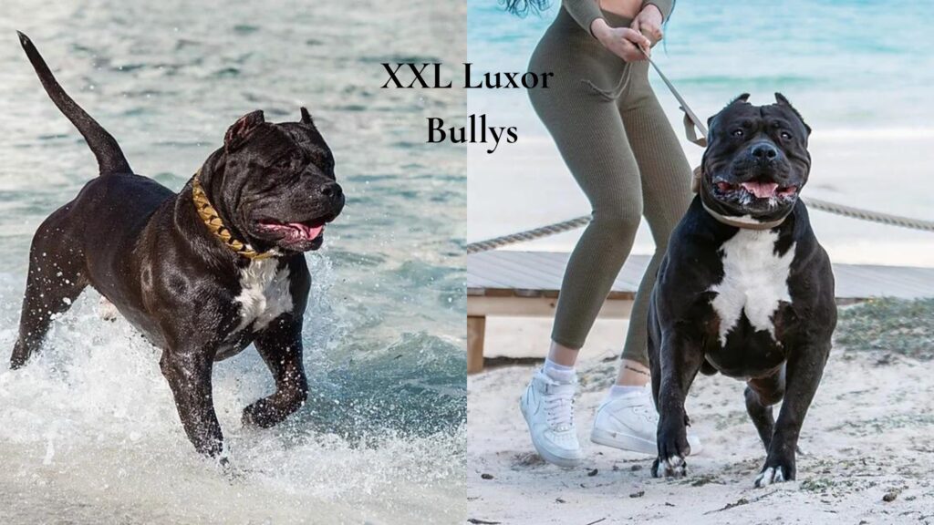 XXL LUXOR Bullys is an XL American Bully dog breeder who produces a reputable XL American Bully bloodline