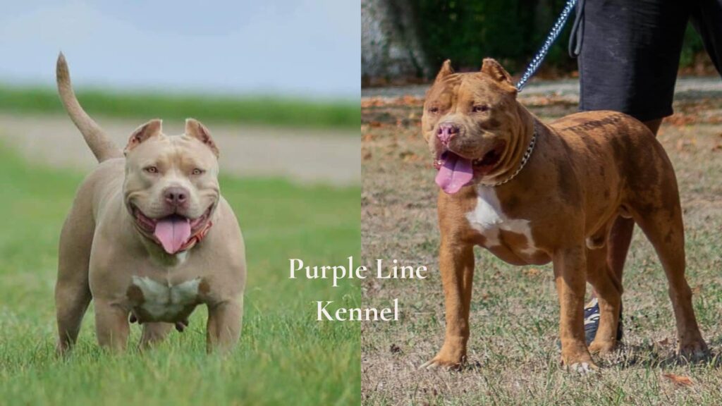 Purple Line Kennel is an XL American Bully dog breeder who produces a reputable XL American Bully bloodline