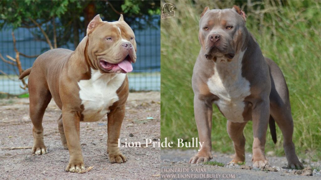 Lion Pride Bully is an XL American Bully dog breeder who produces a reputable XL American Bully bloodline