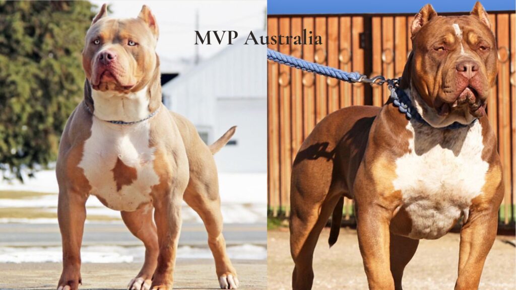 MVP Australia is an XL American Bully dog breeder who produces a reputable XL American Bully bloodline