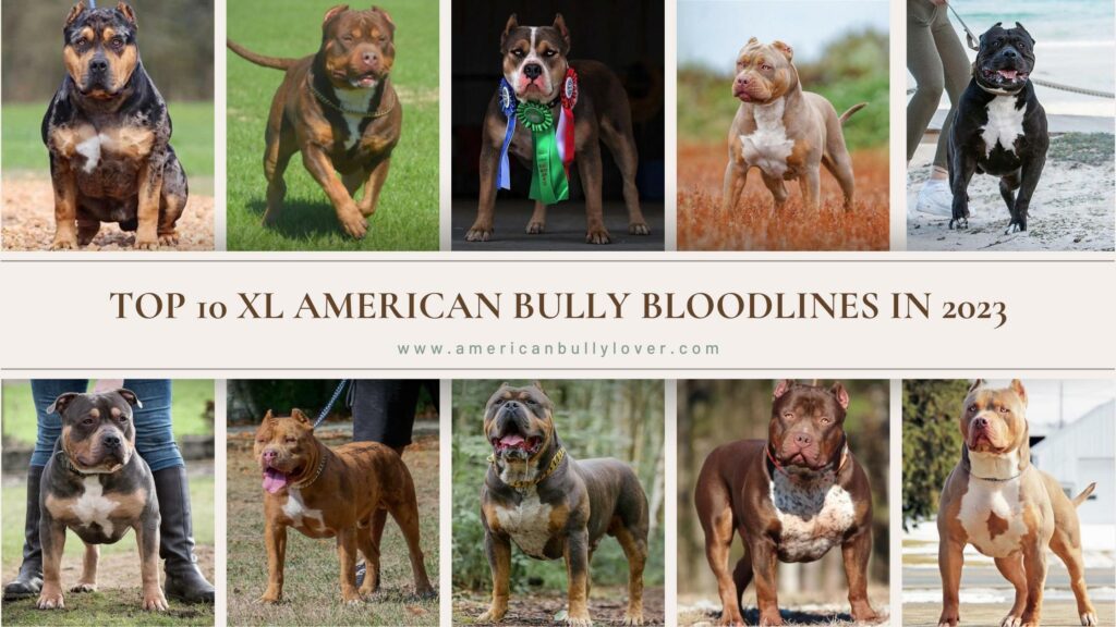 Top 10 XL American Bully bloodlines in 2023