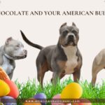 Chocolate is dangerous for American Bully dogs