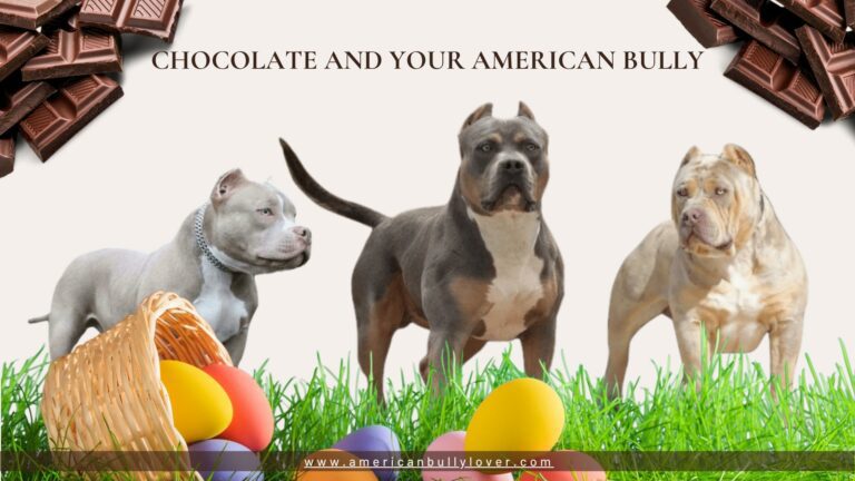 Chocolate is dangerous for American Bully dogs