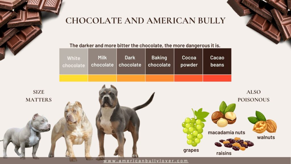 Comparing different types of chocolate and their levels of toxicity to American Bully dogs in various sizes. Also showing other common ingredients found in chocolate goodies, like walnuts, macadamia nuts and raisins, which are toxic to dogs.