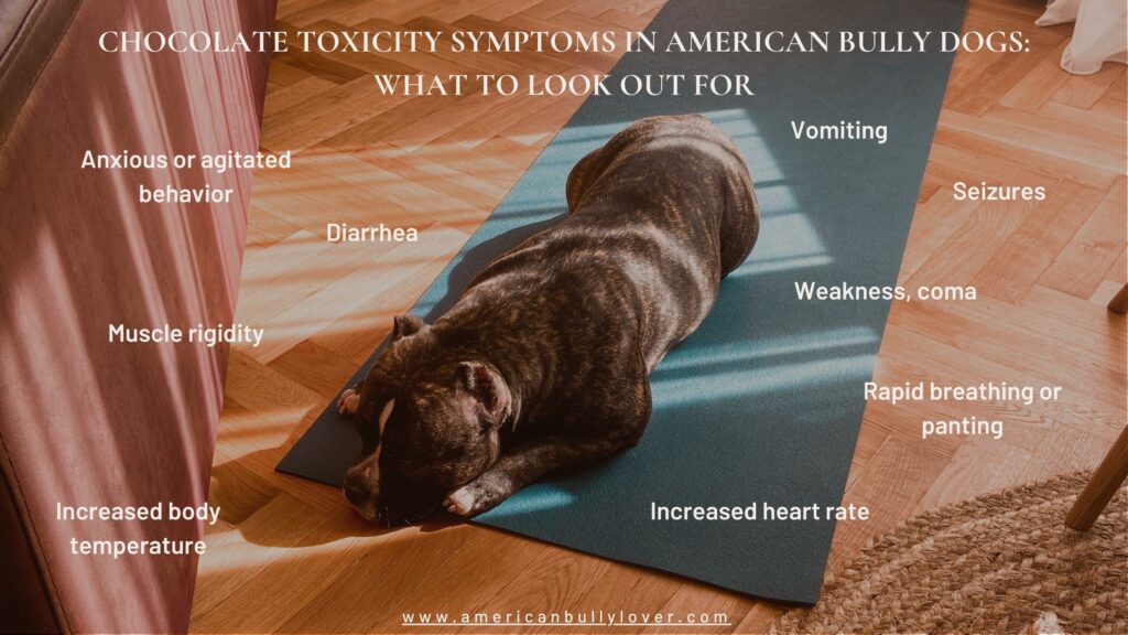 Chocolate Toxicity Symptoms in American Bully Dogs: What to Look Out For:
Anxious or agitated behavior, Vomiting, Diarrhea, Increased body temperature, Muscle rigidity, Rapid breathing or panting, Increased heart rate, Low blood pressure, Seizures, Advanced signs such as cardiac failure, weakness, and coma.