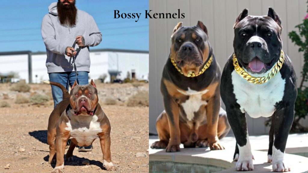 Bossy Kennels XL American Bully dog breeder is a produces a reputable XL American Bully bloodline