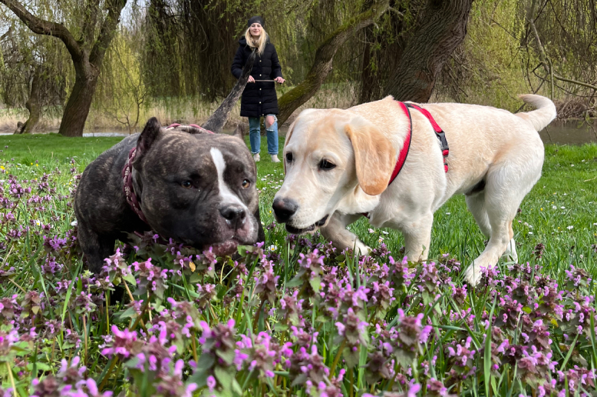 Pocket American Bully girl - Ruby playing with his Labrador puppy friend - Bruno. 