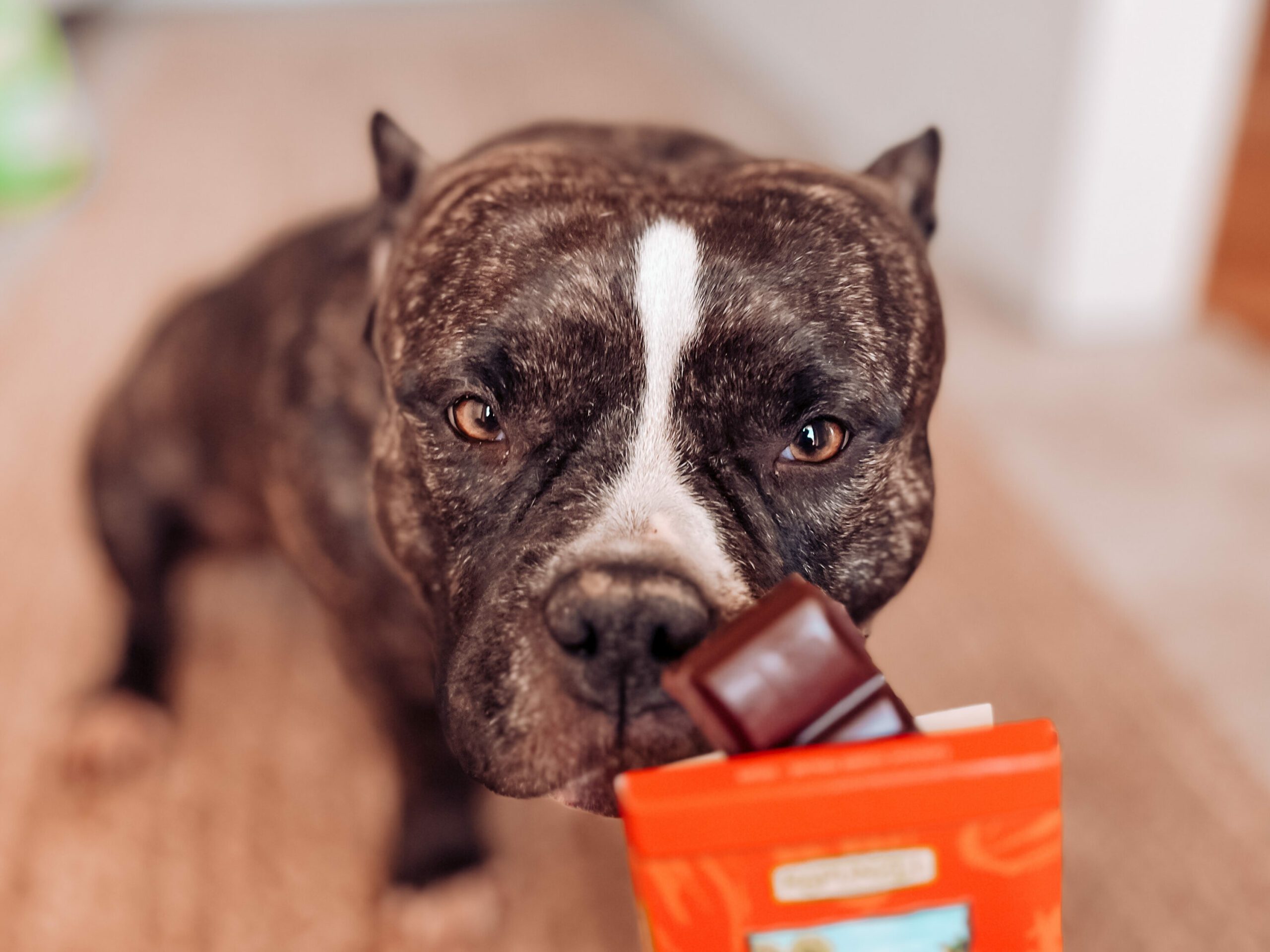 Ruby, our pocket-sized American Bully, sniffing a chocolate bar, not knowing, how dangerous it can be for her.