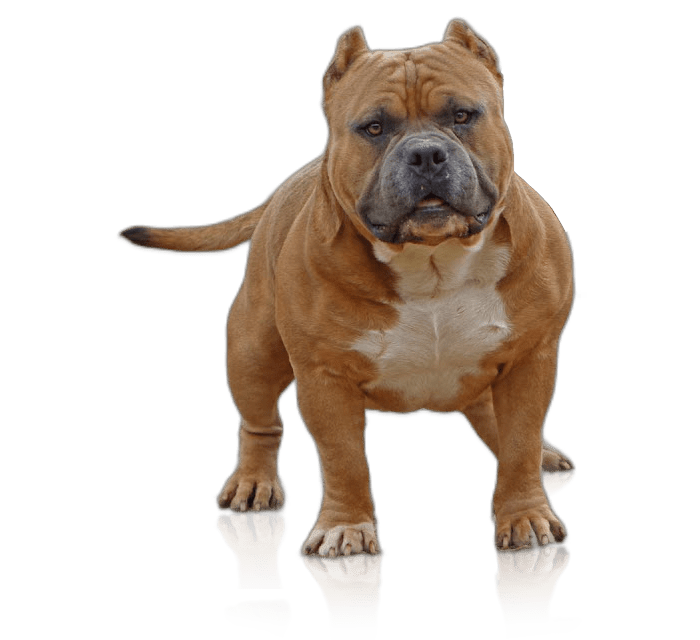 American bully hot sale 101