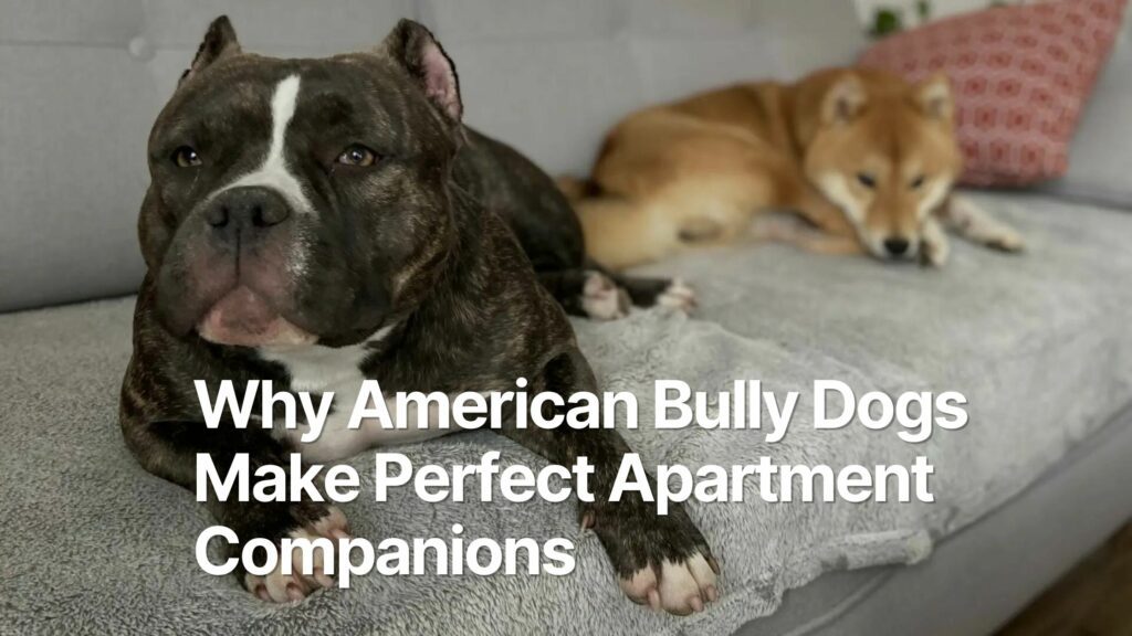 Why American Bully Dogs Make Perfect Apartment Companions